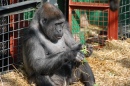 Gorille mangeant
